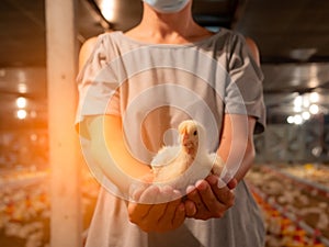 Chicken on woman hand