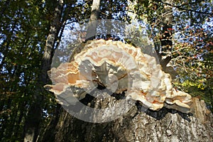 Chicken of the woods, an edible mushroom growing on a dead tree stump