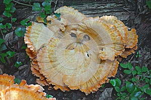 Chicken on the woods fungus.