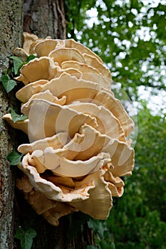 Chicken of the woods growing from a tree crevice in a park