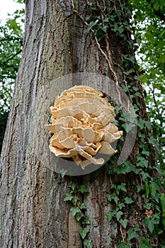 Chicken of the woods growing from a tree crevice in a park