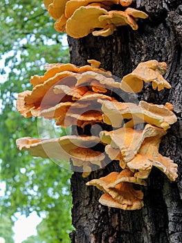 Chicken of the woods growing on a tree in woodland