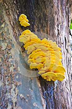 Chicken of the woods - Laetiporus Sulphureus