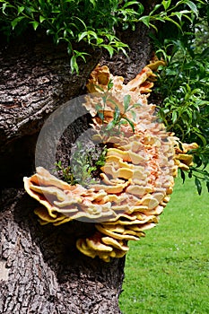 Chicken Of The Woods, Laetiporus sulphureus Fungus, Secret Gardens, How Hill, Ludham, Norfolk, England, UK photo