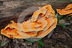 Chicken of the Woods Laetiporus sulphureus growing on a Hardwood stump in the Forest. This wild foraged edible mushroom is con