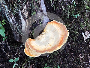 Chicken of the woods mushroom