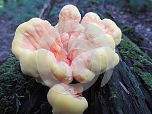 Chicken of the Woods Mushroom