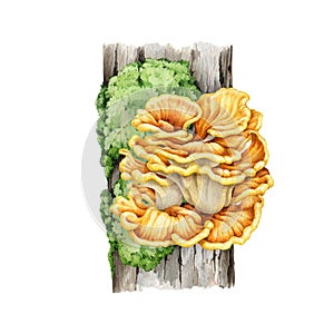 Chicken of the woods mushroom growing on a mossy tree trunk. Watercolor illustration. Laetiporus sulphureus fungus