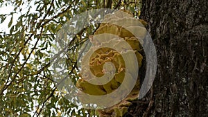 Chicken in the woods mushroom growing on tree.