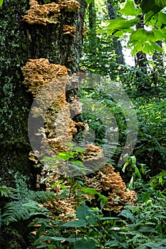 Chicken of the Woods Mushroom Growing on a Tree in the Green Forest