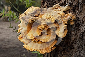 Chicken of the woods mushroom - Laetiporus sulphureus