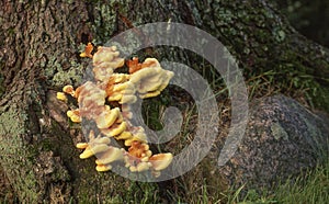 Chicken of the Woods Mushroom (Laetiporus sulphureus)