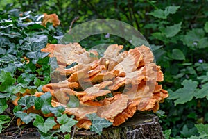 Chicken-of-the-woods mushroom, Laetiporus sulphureus golden-yellow fungus on tree stump