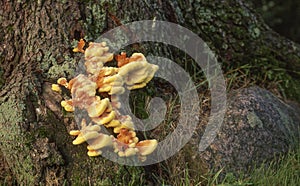 Chicken of the Woods Mushroom (Laetiporus sulphureus) photo