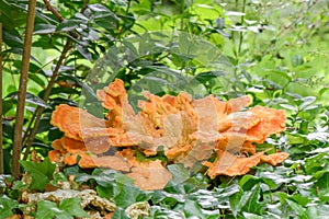 Chicken-of-the-woods mushroom, Laetiporus sulphureus orange-yellow shelf-like fungus