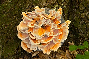 Chicken of the woods spring and summer mushroom