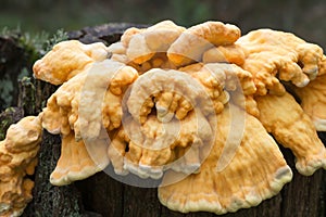 Chicken-of-the-woods yellow fungus on tree trunk