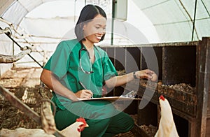 Chicken, writing and documents with an asian woman vet checking eggs in a coup on a farm for sustainability. Food