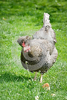 Chicken in the yard.