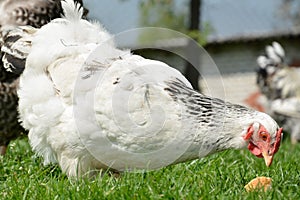 Chicken in the yard.