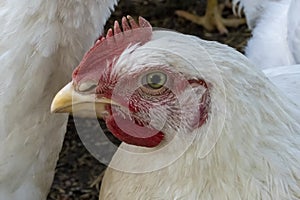 Chicken, in the yard of the chicken coop. Farmers day.