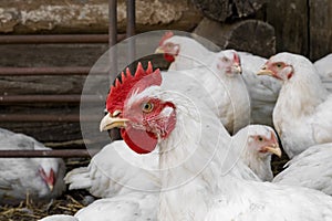 Chicken, in the yard of the chicken coop. Farmers day.