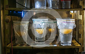 Chicken yolks in vitro in an incubator.