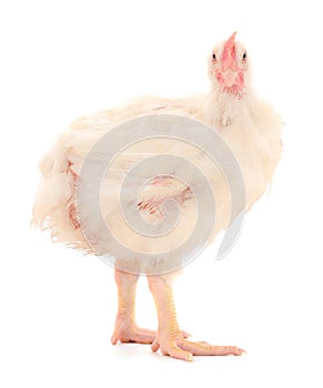 Chicken or young broiler chickens