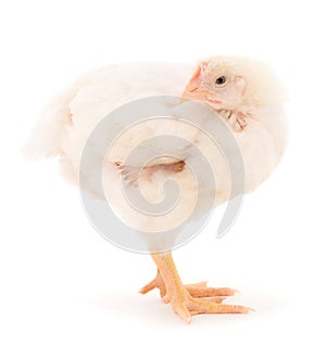 Chicken or young broiler chickens