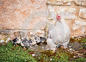 Chicken with young chicks