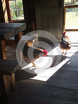 Chickens in an 1800& x27;s style farmhouse