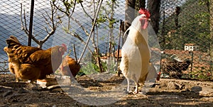 Chickens