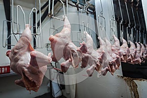 Chickens Abattoir Processing photo