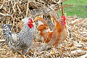 Chickens - Adult Male Roosters