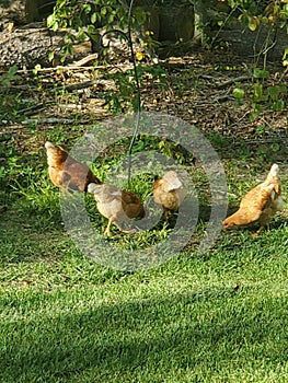 Chickens in the back yard cluck cluck