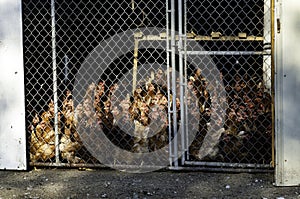 Chickens in a barn behind a chain link fence