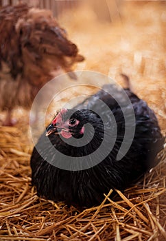 Chickens in a barn on straw. Poultry breeding and farming.