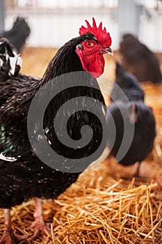 Chickens in a barn on straw. Poultry breeding and farming.