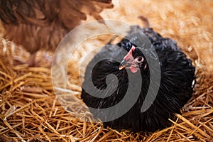 Chickens in a barn on straw. Poultry breeding and farming.