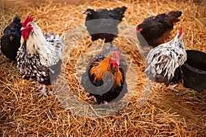 Chickens in a barn on straw. Poultry breeding and farming.