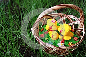 Chickens in a basket on a grass