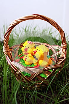 Chickens in a basket on a grass