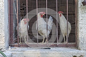 Chickens behind a barred window
