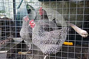 Chickens behind the fence in a chicken coop. black and white chicken in small cage
