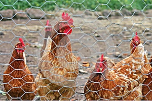 Chickens behind a wire fence