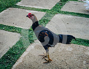 The chickens being bred are Samo rooster type photo