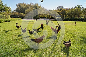 chickens and birds in the field, parque de la paloma