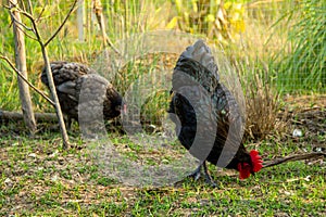 Chickens black australorp looking for food and eating in the backyard farming.