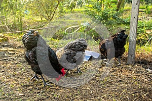 Chickens black australorp looking for food and eating in the backyard farming.