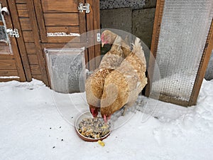 chickens, breed, sussex